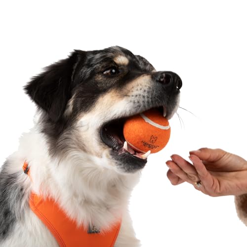 NANDOG The Signature Collection Dog Tennis Training Balls in Green - Durable & Non-Toxic - High Bounce for Agility & Coordination - Engaging Design for Play & Training - Ideal for Indoor & Outdoor Use