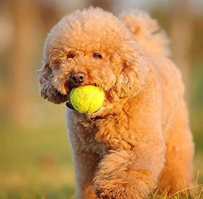 URBEST Tennis Ball 12 Packs Training Tennis Balls Practice Balls for Novice Player, Pet Dog Playing Balls with Mesh Carry Bag - color: Green