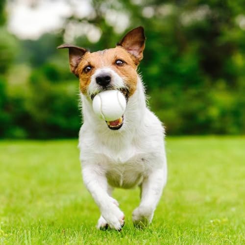 Tennis Balls, 6 Pack High Elasticity Practice Tennis Balls with Mesh Bag, Ideal for Beginner, Exercise Playing Balls for Pet Dog