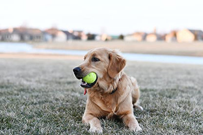 CountryMax Tennis Balls Medium Standard 2.5" for Small, Medium BreedDogs Aggressive Chewers Training and Playtime (6 Pack) - size: 6 Pack