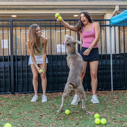 INSUM Bulk Tennis Balls for Beginner – 12 Pack High Elasticity Practice Tennis Balls with Mesh Bag, Suit for Pet Dog Training, Fetching - color: Yellow-N