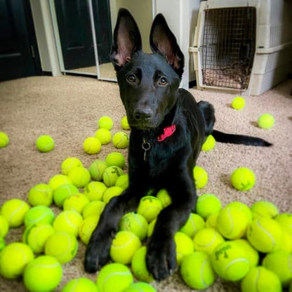 100 Low Cost Tennis Balls for use as Doggie Balls