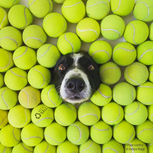100 Low Cost Tennis Balls for use as Doggie Balls