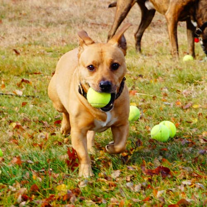 100 Low Cost Tennis Balls for use as Doggie Balls